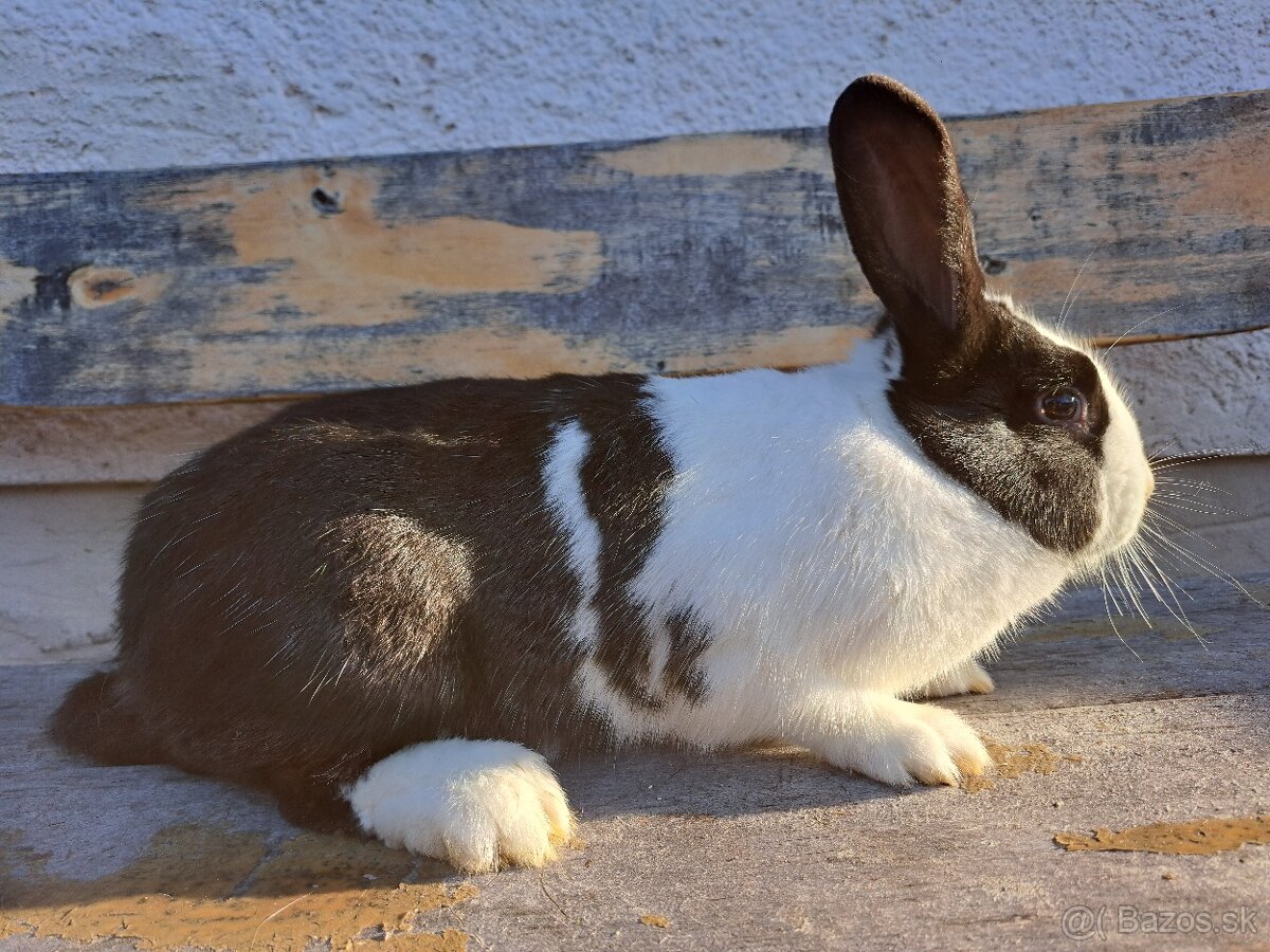 Predám samicu Šarišský obrovitý (Šo) – 7-mesačná