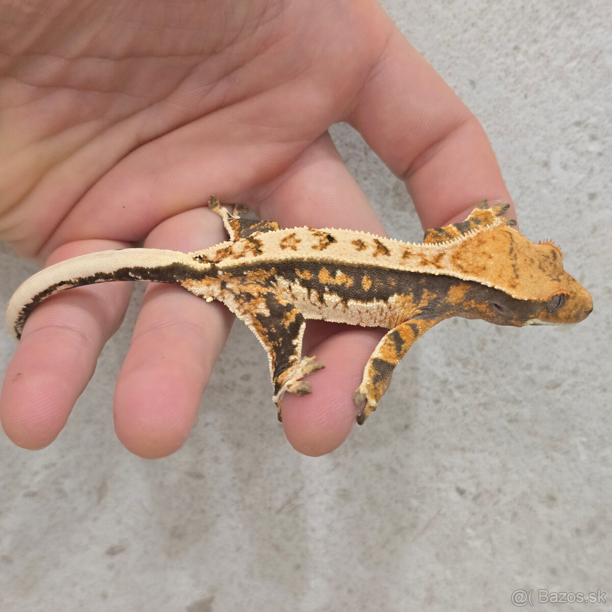 Pagekon riasnaty - C. ciliatus
