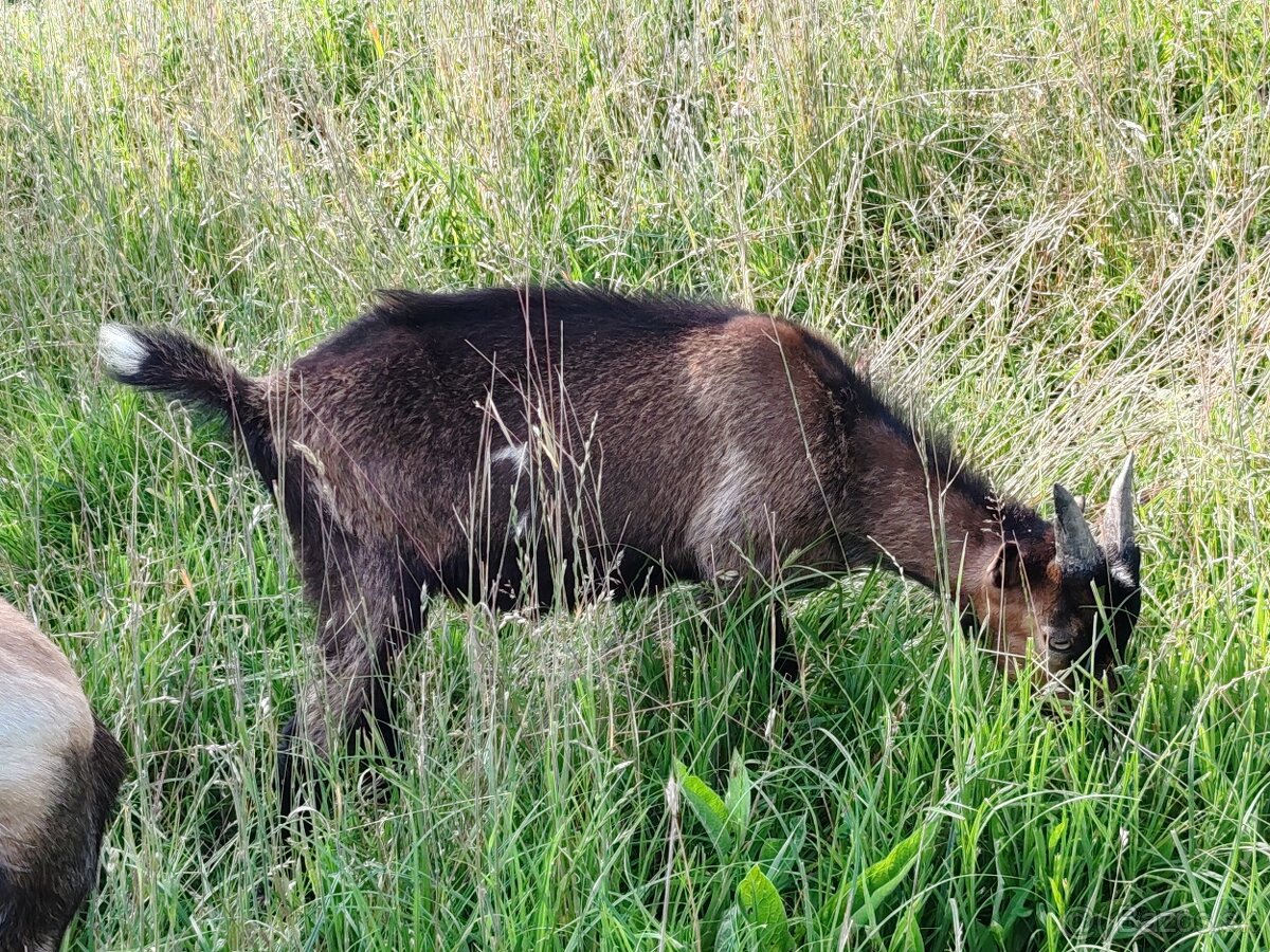 Čap
