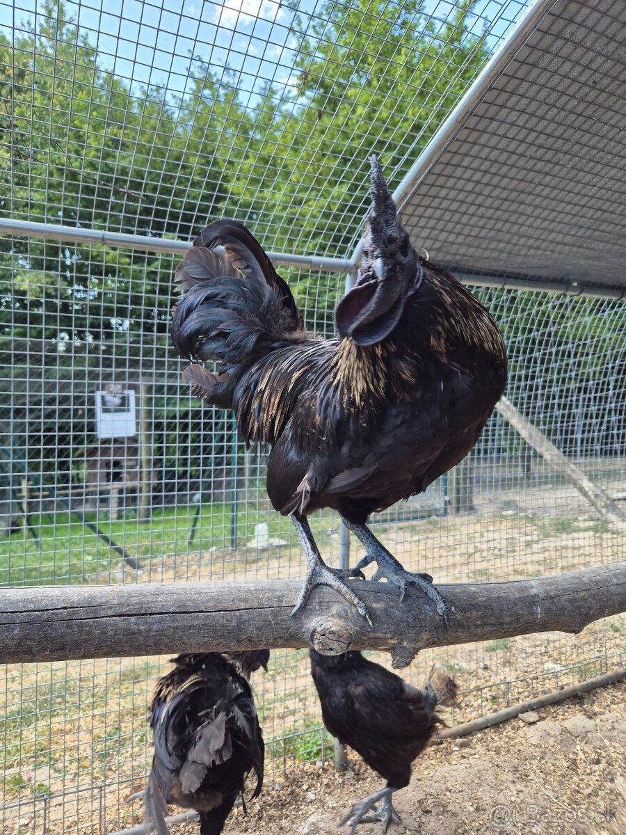 Ayam cemani