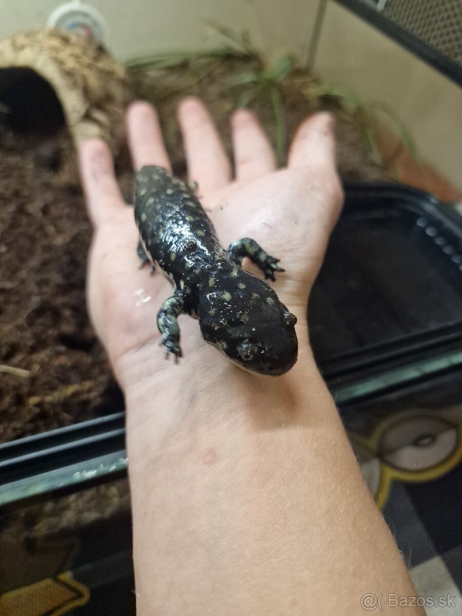 Salamandru