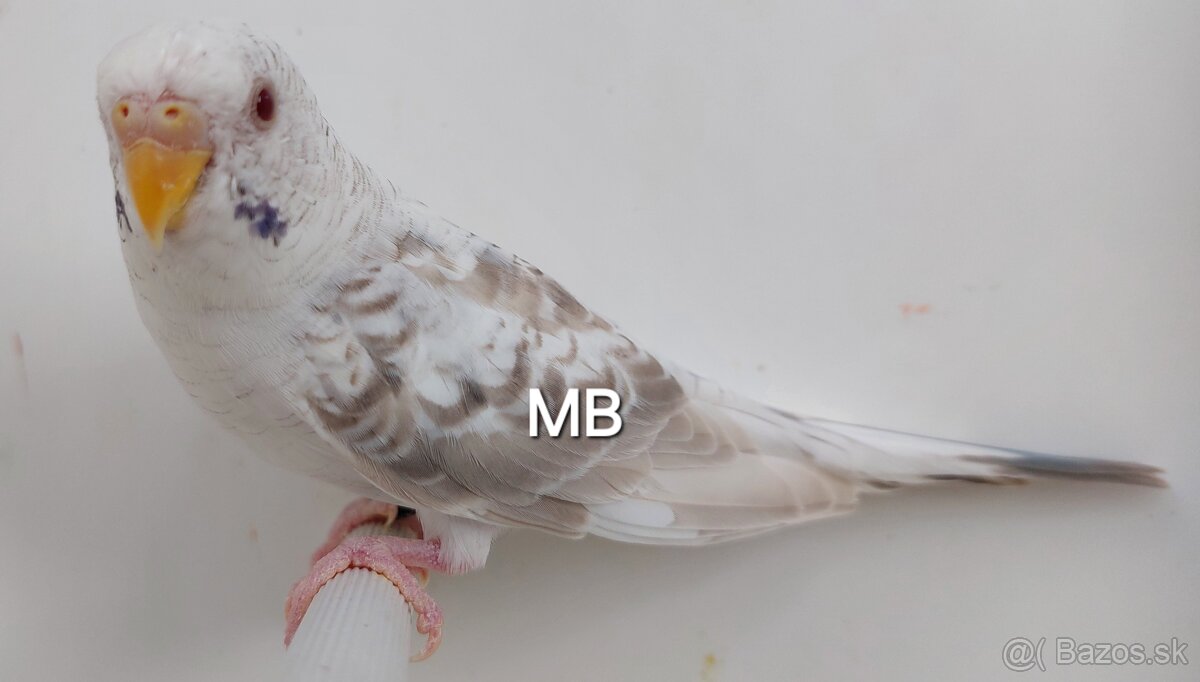 Fallow Blackwing čiernokridle andulky