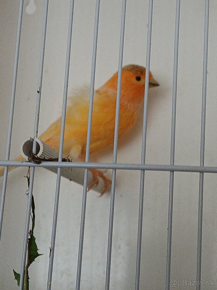 Predám