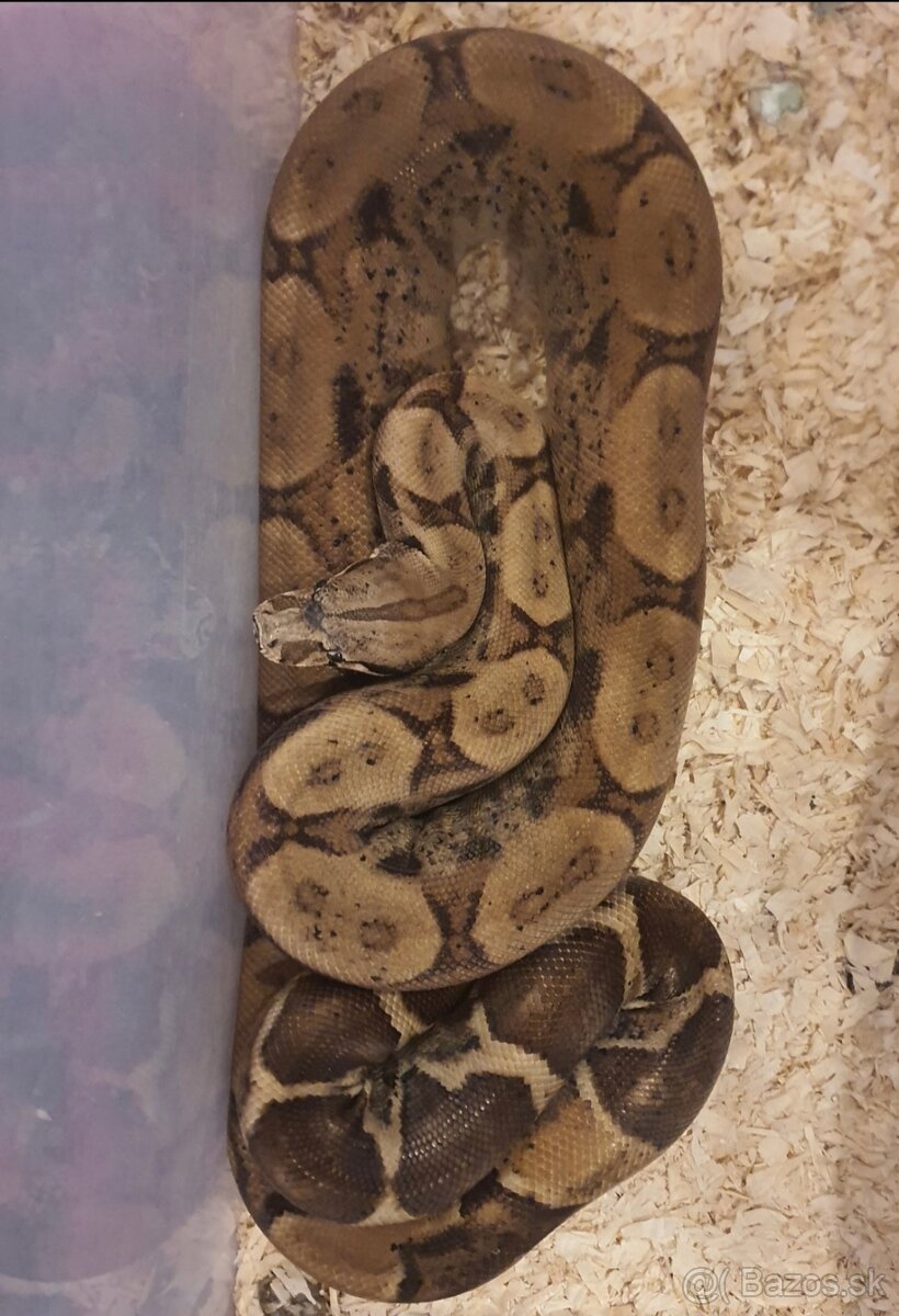 Veľhad kráľovský