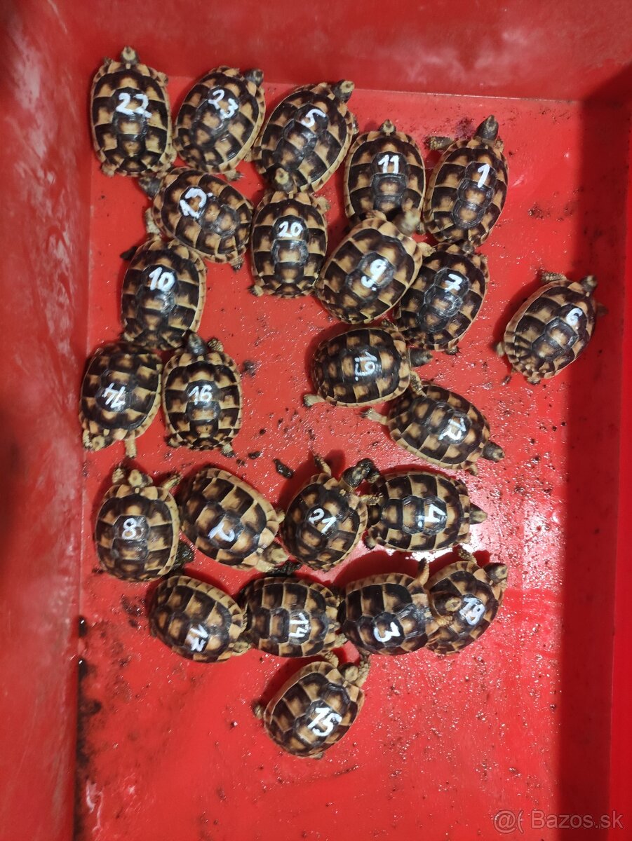 Suchozemská korytnačka-môj odchov 2025 .