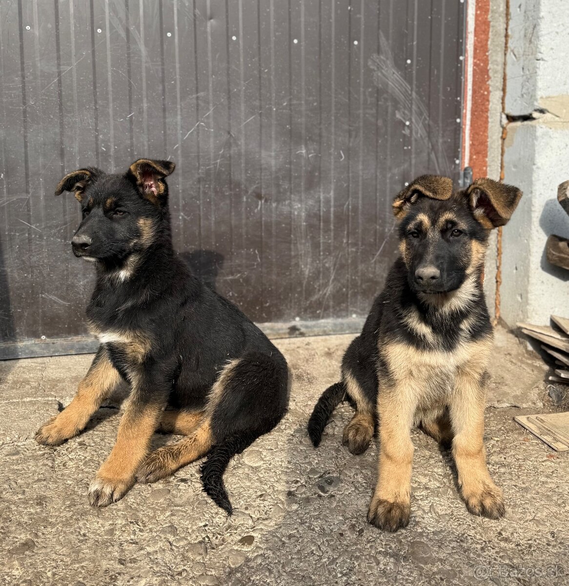 Nemecky ovčiak šteniatka