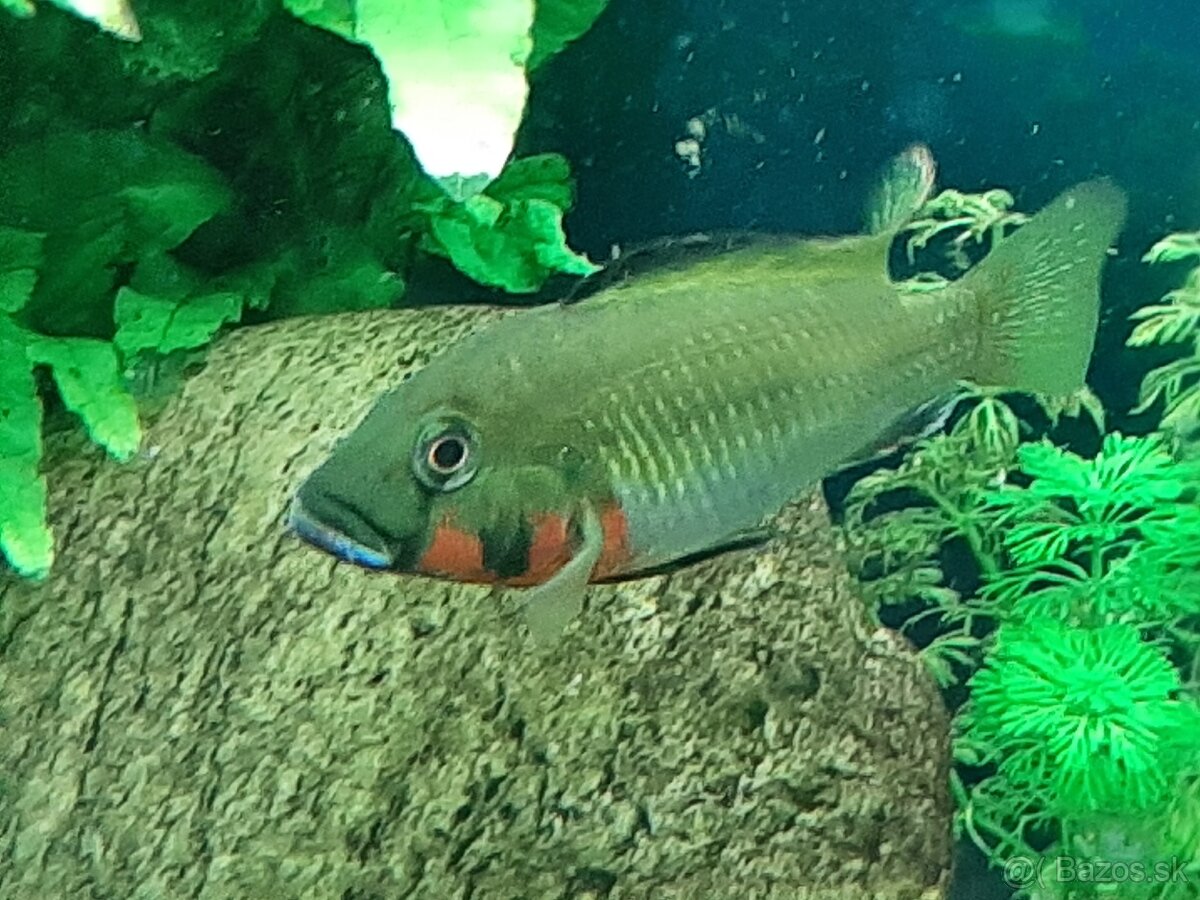 Thoracochromis brauschi