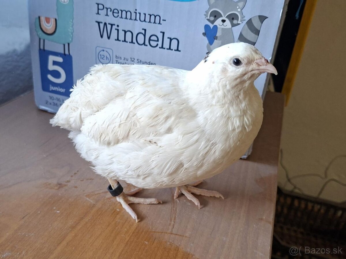 Predam krasnych kohutov preplice japonskej