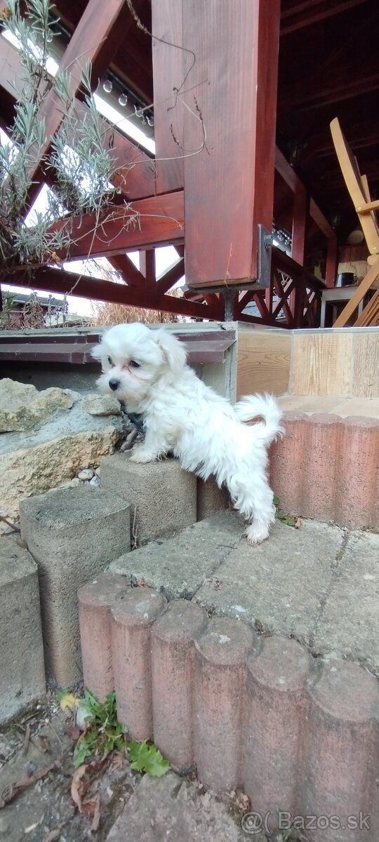 Maltezak