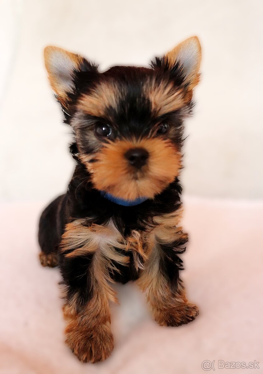 Yorkshire Terrier, York, Jork, Yorkshirsky teriér, šteniatka