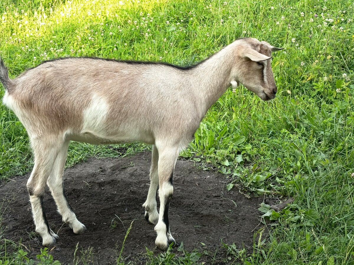 Koza