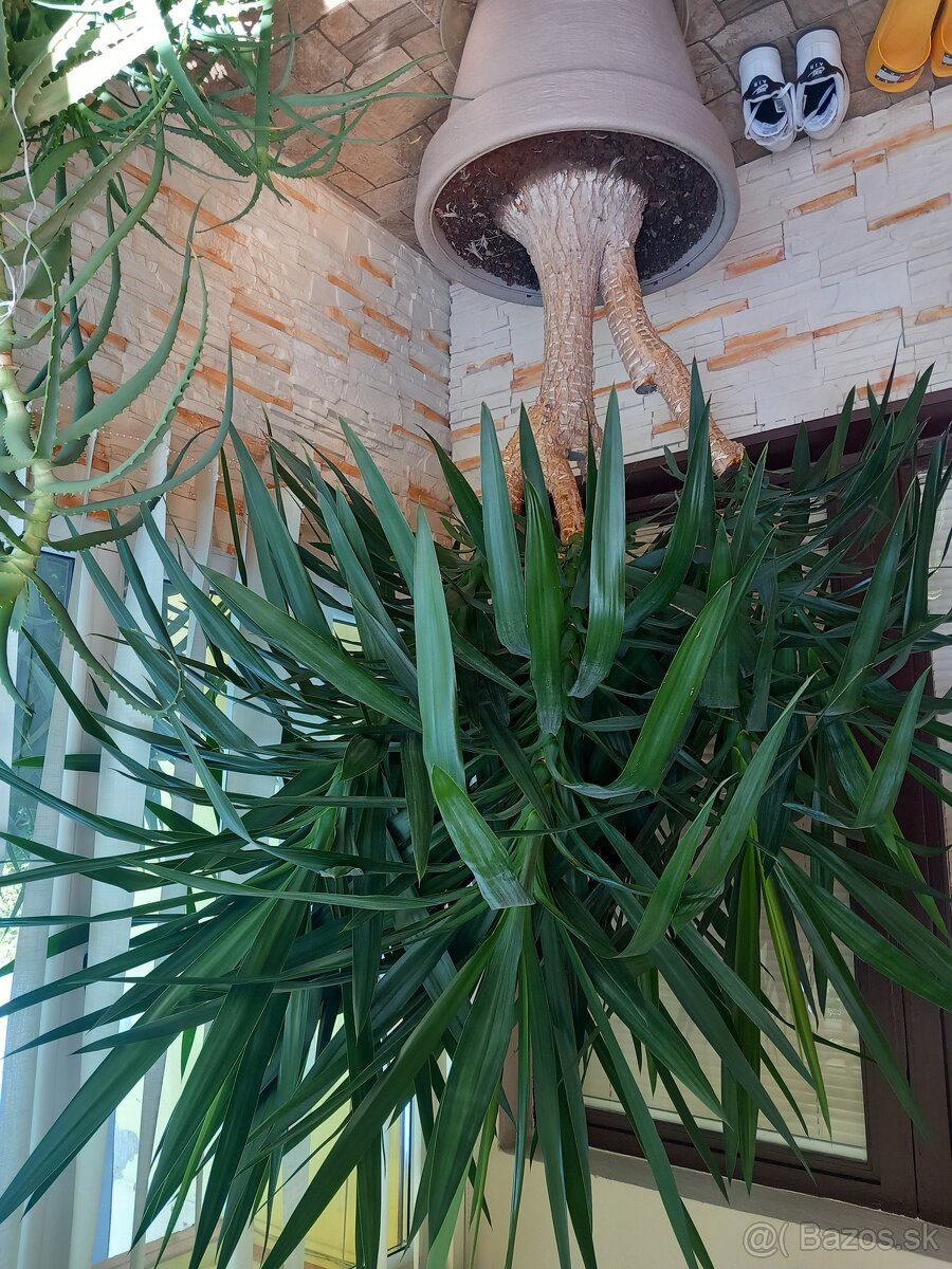 Predám yucca elephantipes