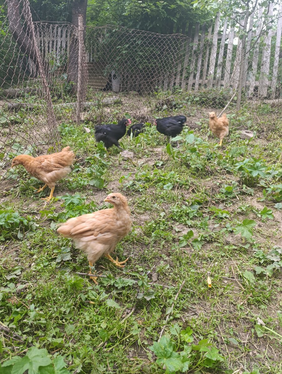 Marans, Oravka kohúty