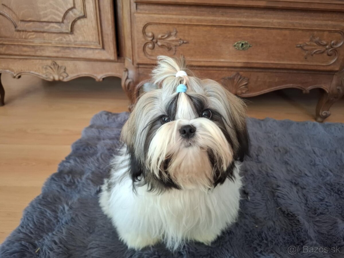 Psík shih tzu s PP
