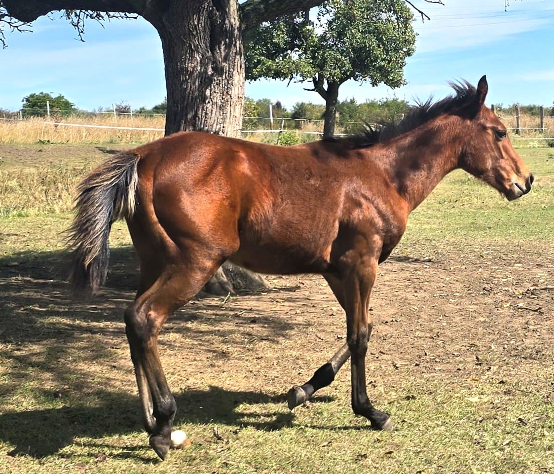 quarter horse