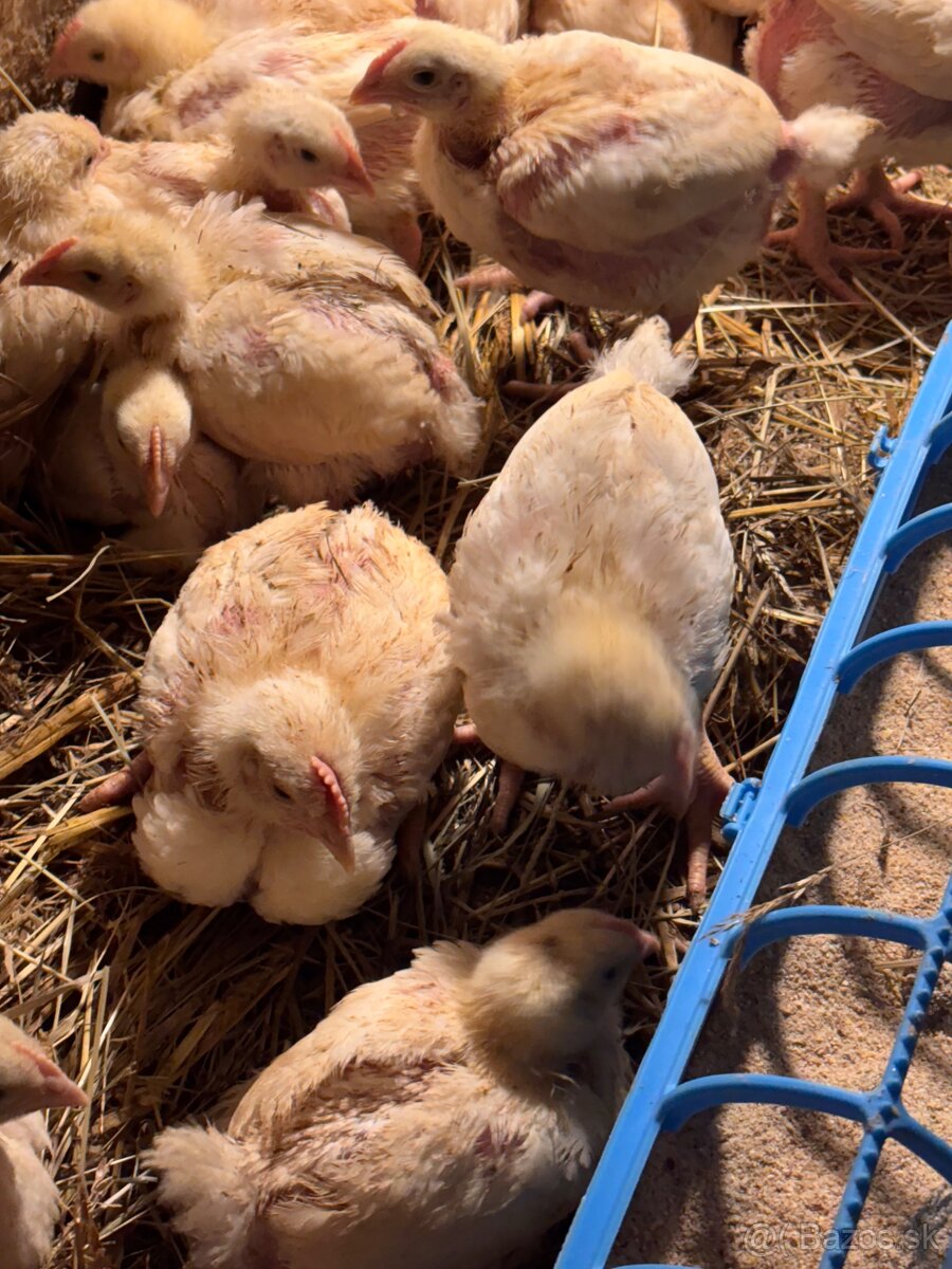 Predám brojlere