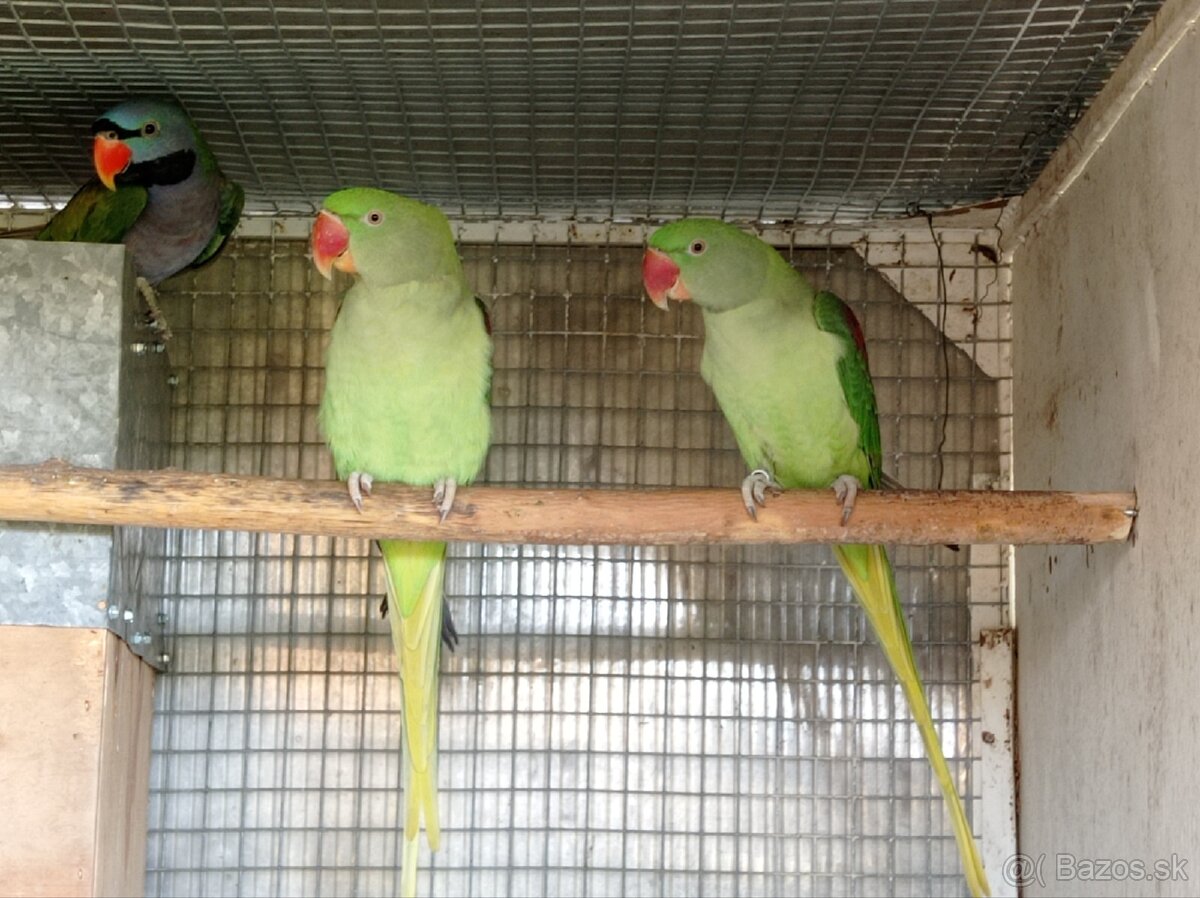 Predam Alexandrov Velkych