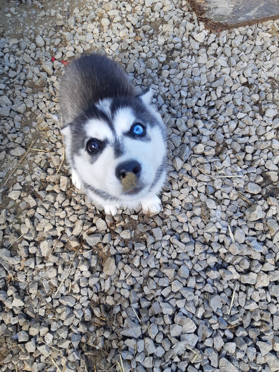 Sibirsky husky
