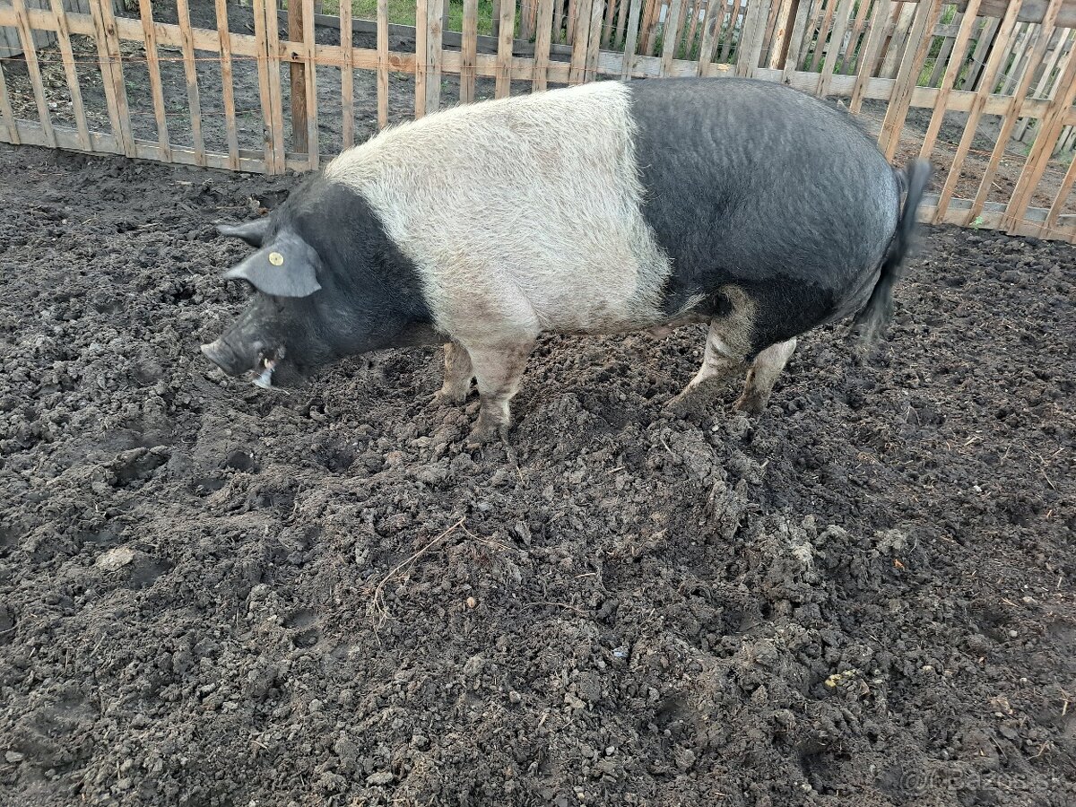 Predám kanca preštické plemeno