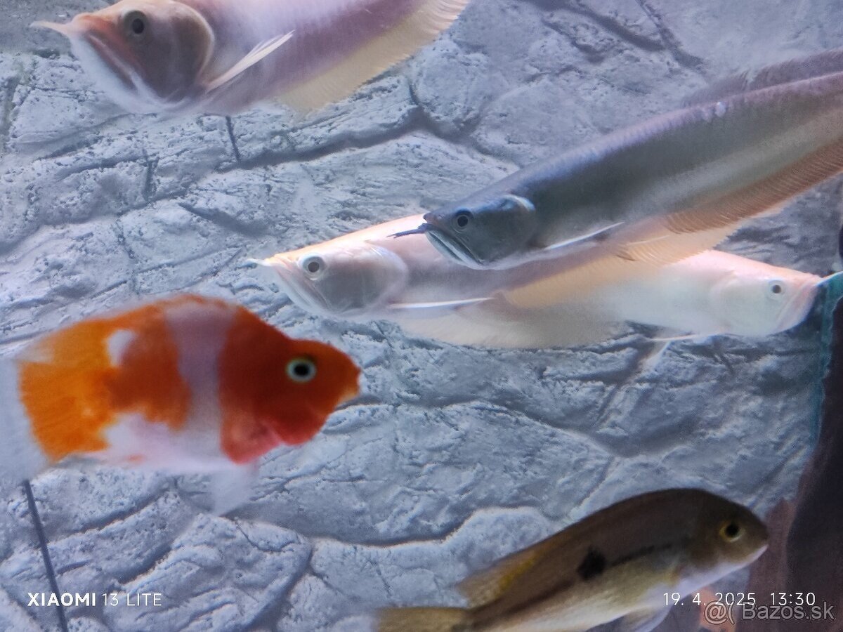 cichli+mix