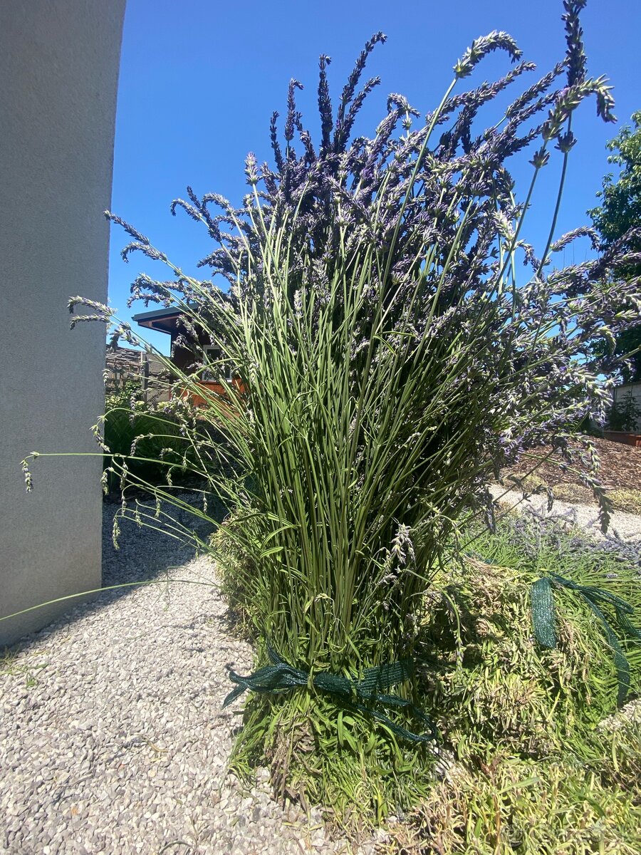 levandula
