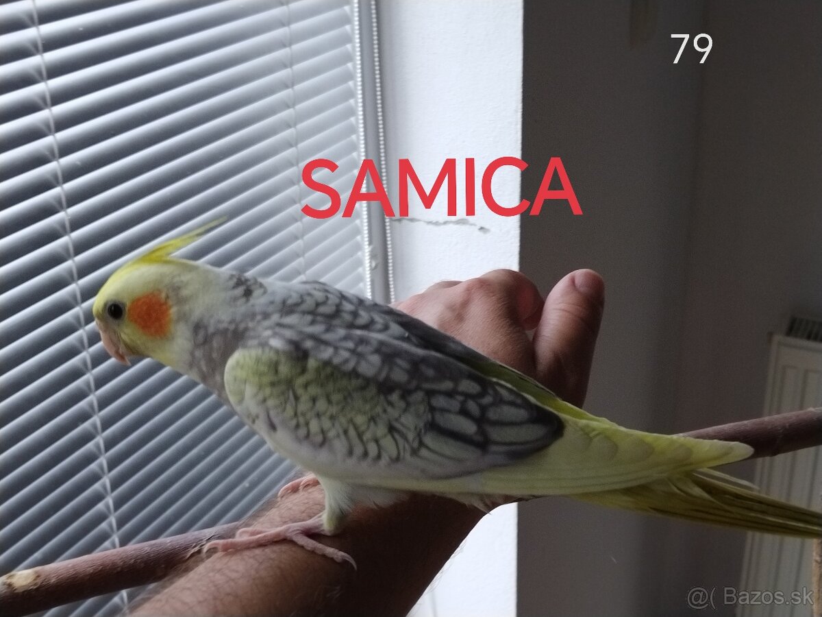 Korela ručne dokŕmená