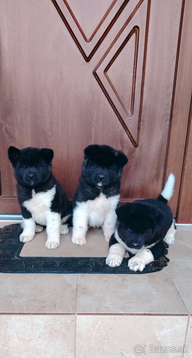 Americká akita