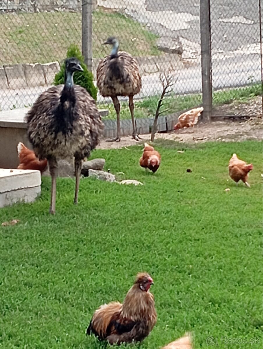 Predám vymením emu