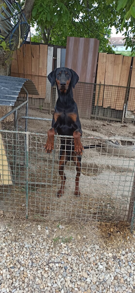 Darujem dobermana