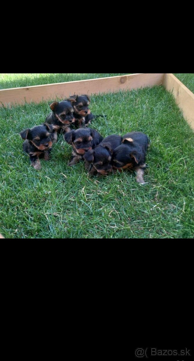 Eladó yorkshire terrier kiskutyàk