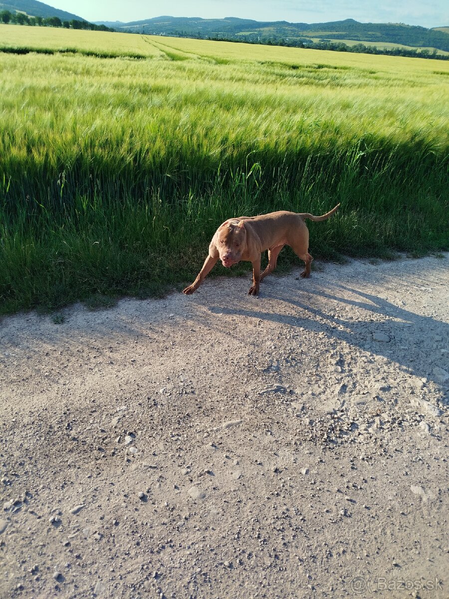Darujem psíka, pitbull red nose
