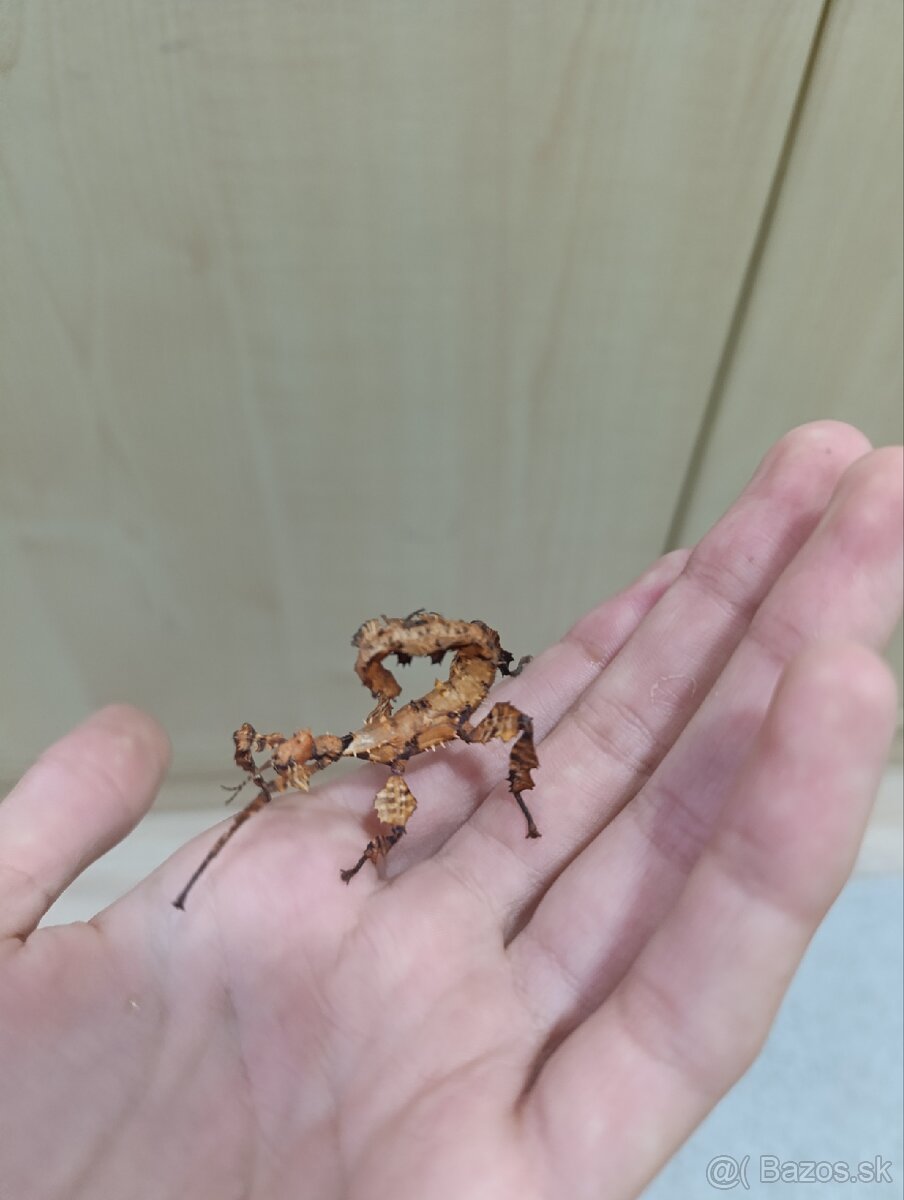 Predam pakobylky