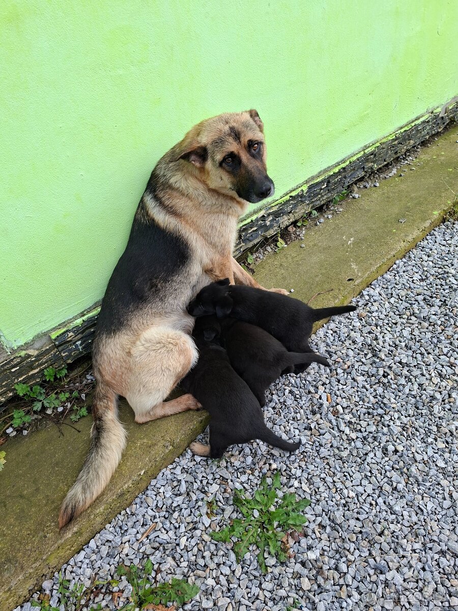 Nemecky ovčiak šteniatka