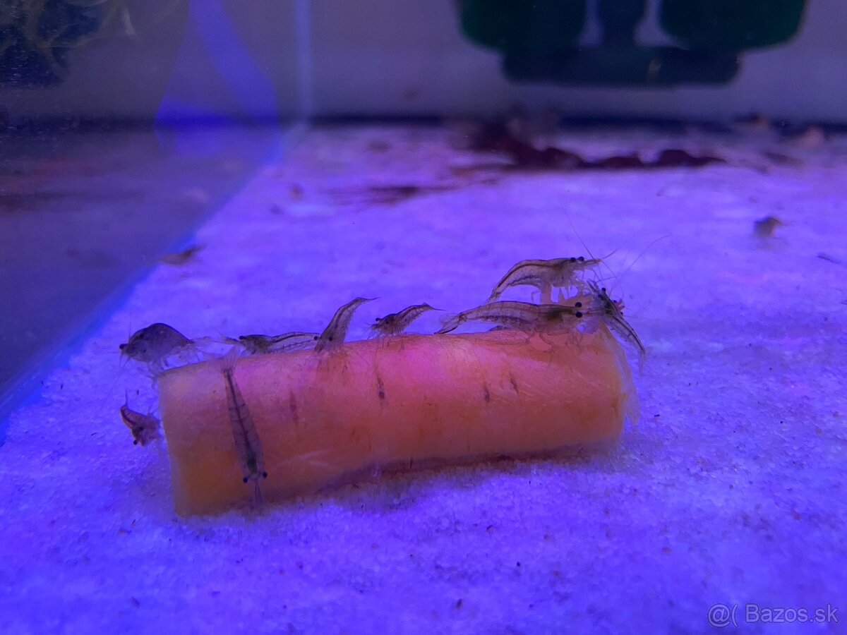 Neocaridina krevetky