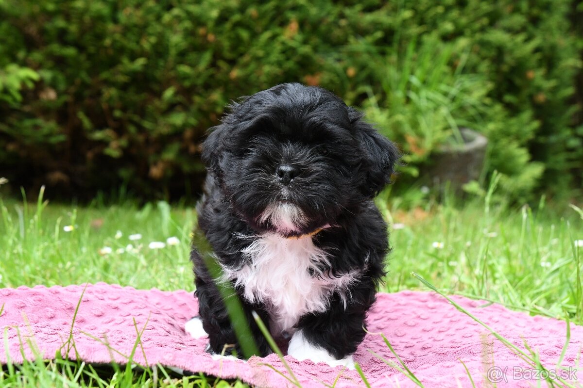 LhasaApso