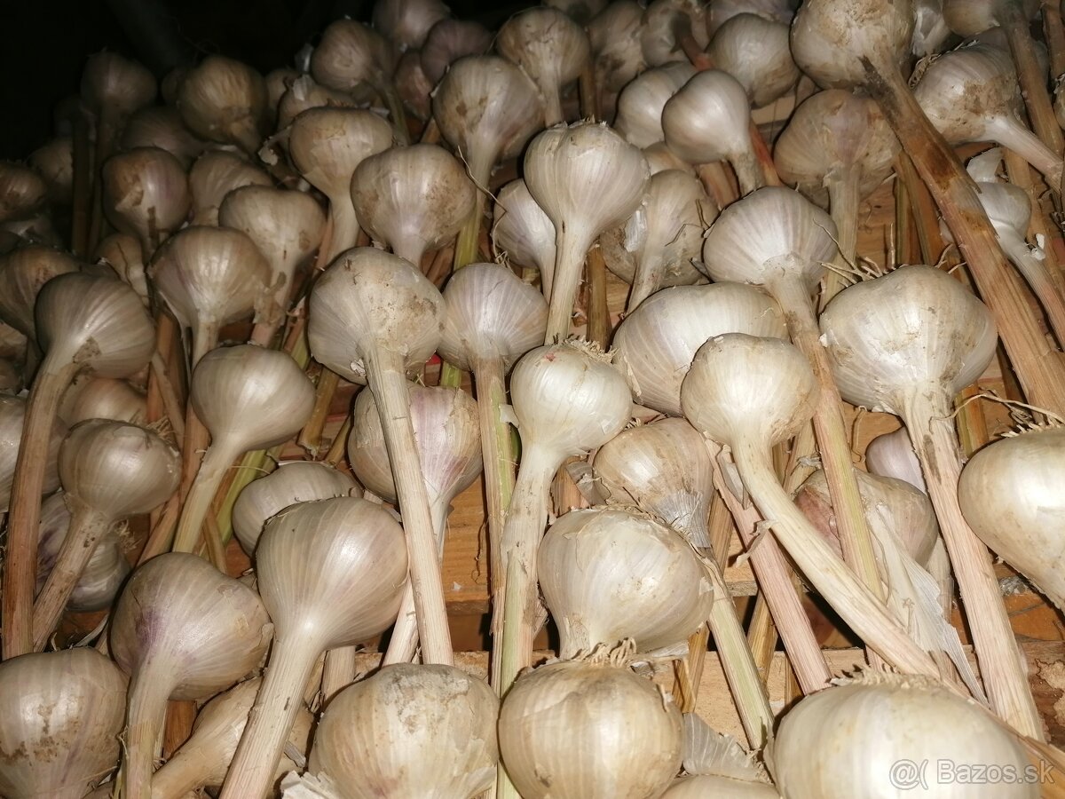 Cesnak
