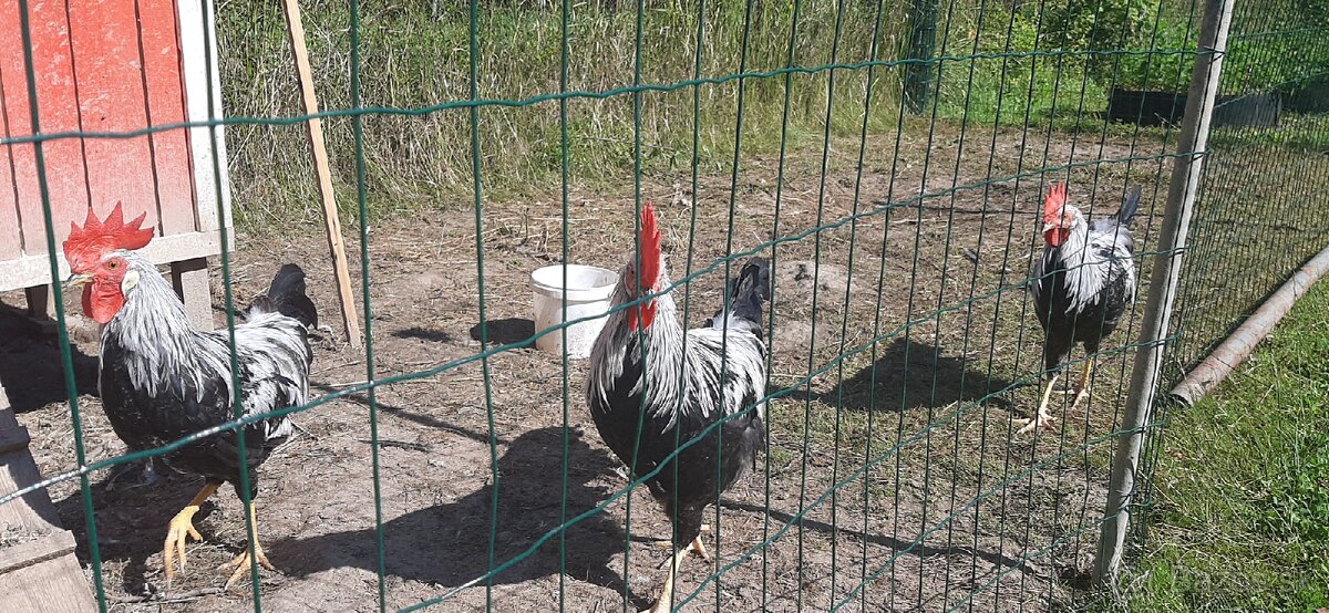 Kohúti Vlášky