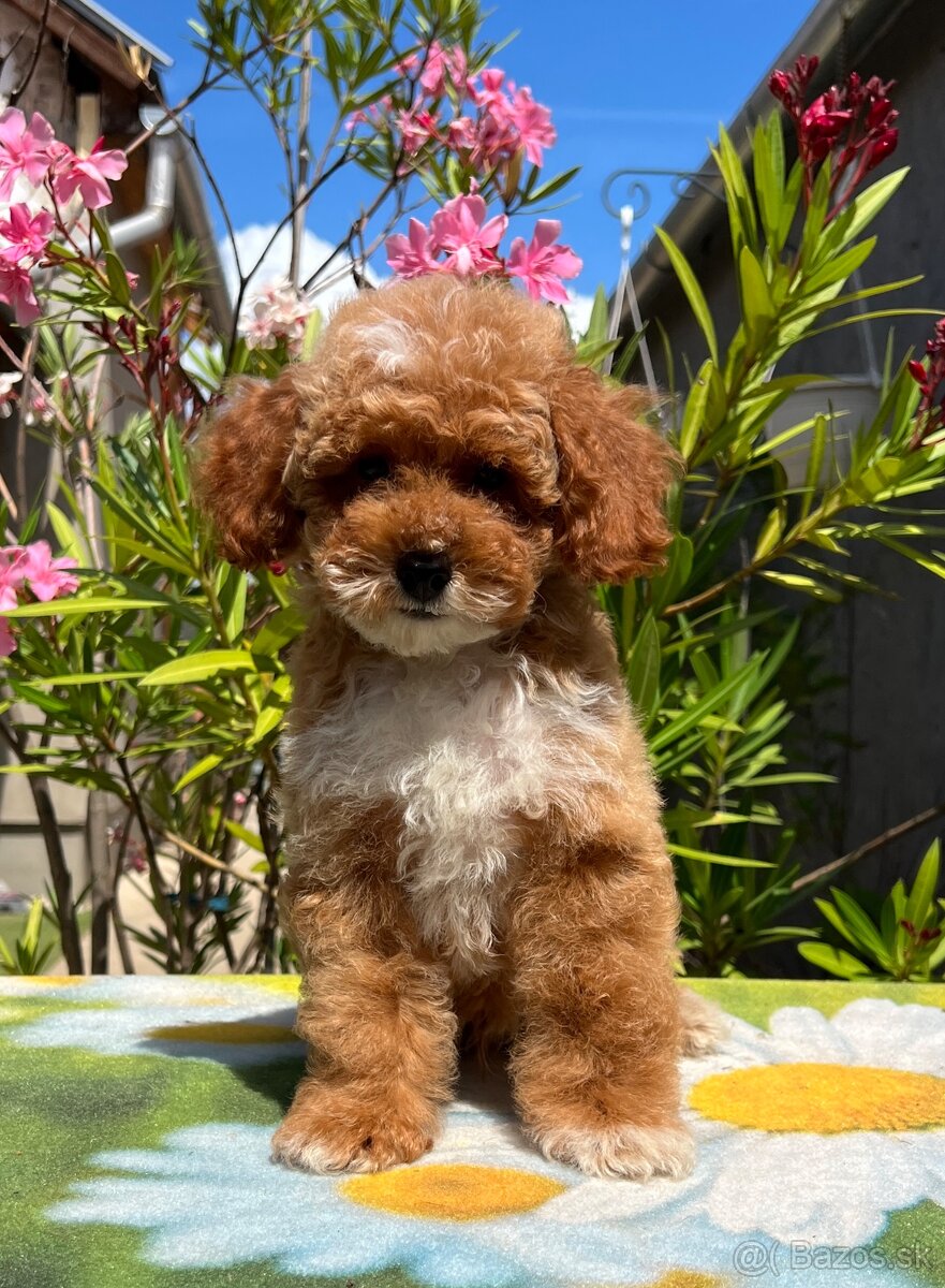 Maltipoo kiskutyák