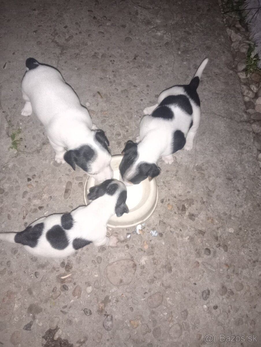 Jack Russell