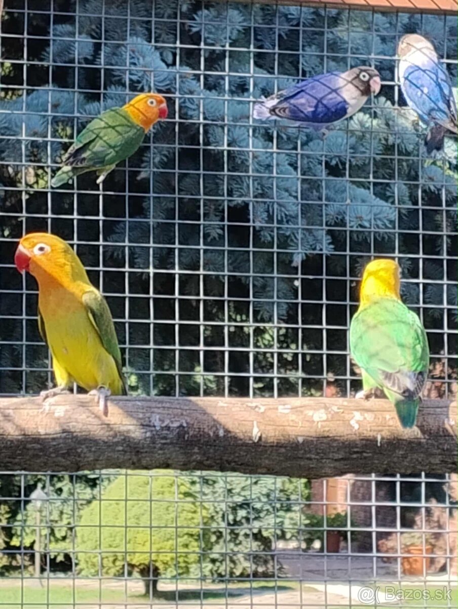 Agapornis fisher a škraboškový