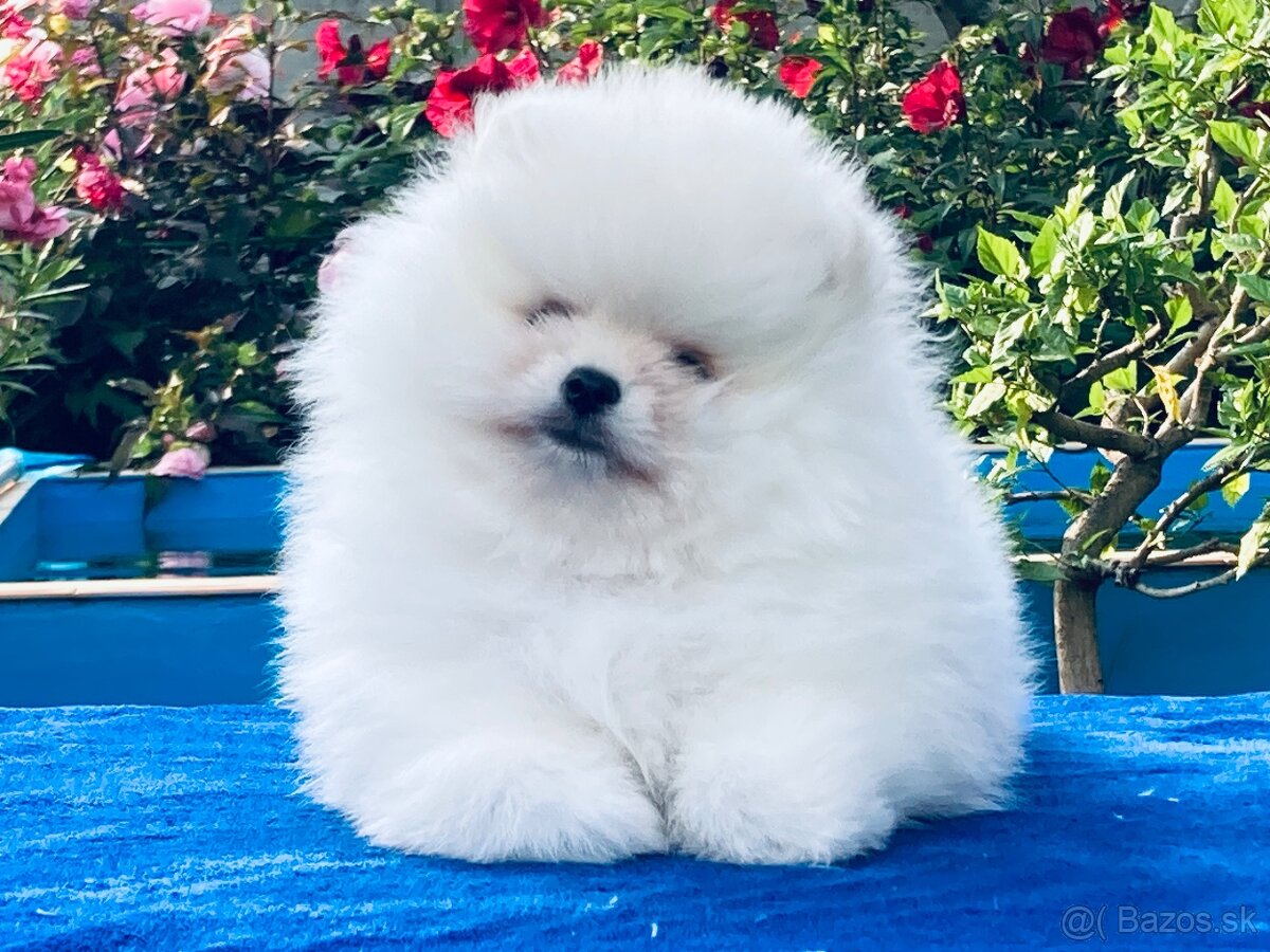 Pomeranian s PP