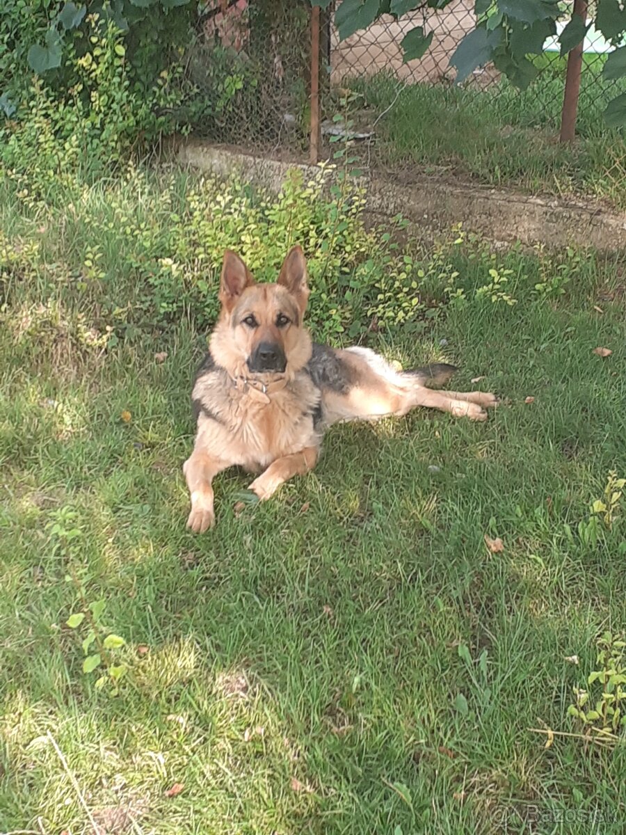 Darujem Nemeckého ovčiaka