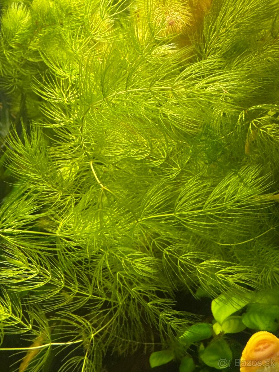 🪴 Predám akvarijné rastliny 🪴