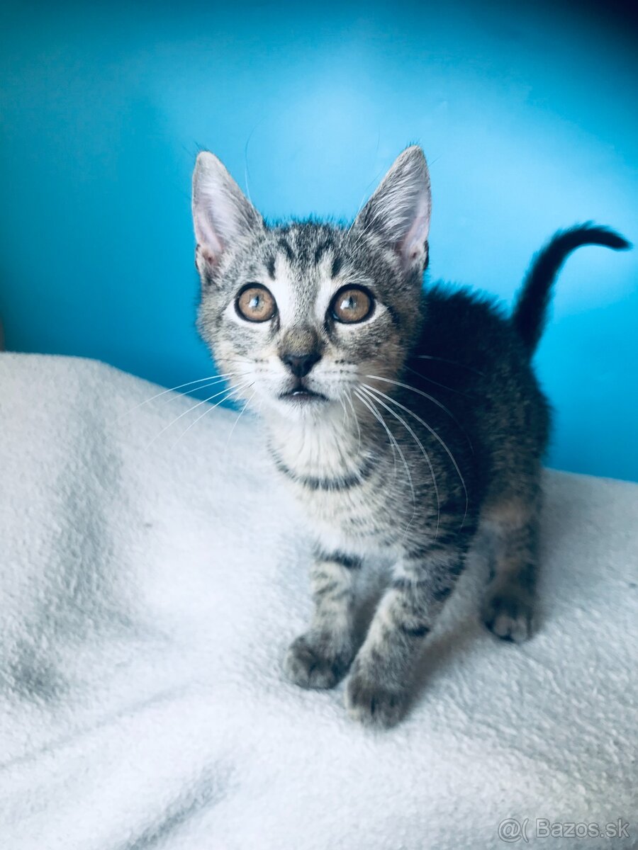 ZIGGY SI HĽADÁ DOMOV VO VNÚTRI