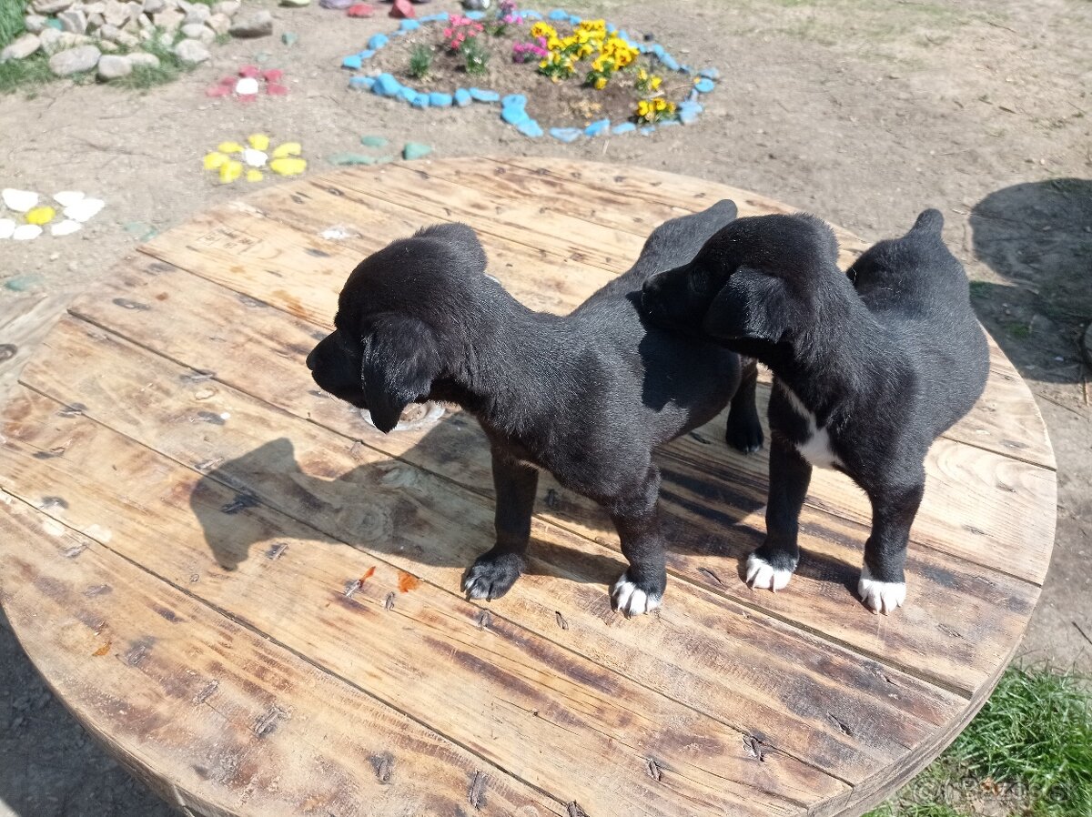 Border kolia