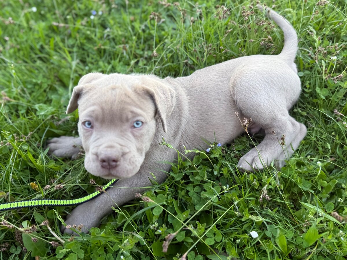 Bandog