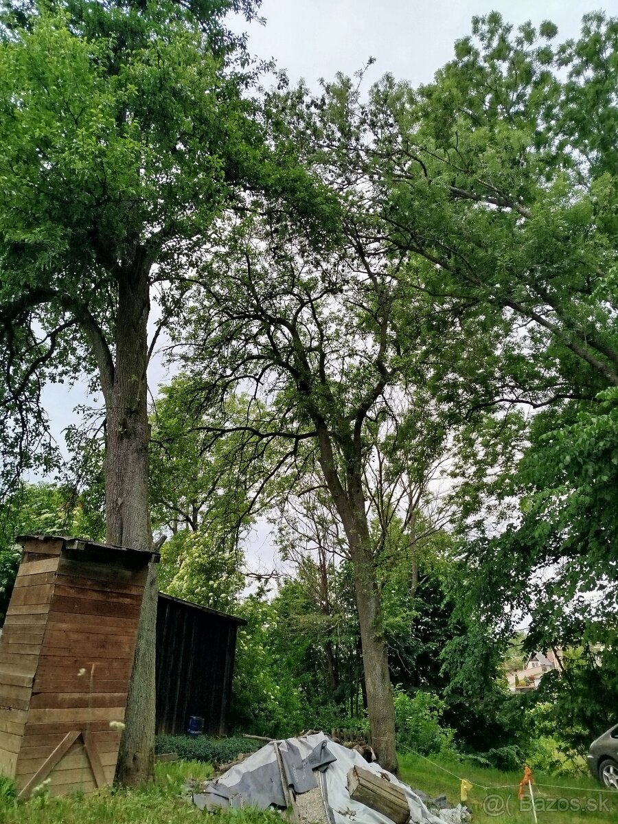 Hruškove drevo Darujem za spilenie a odvoz