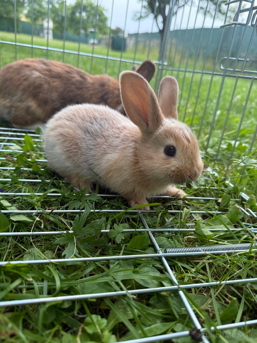 Krásny, vymojkaný zajko