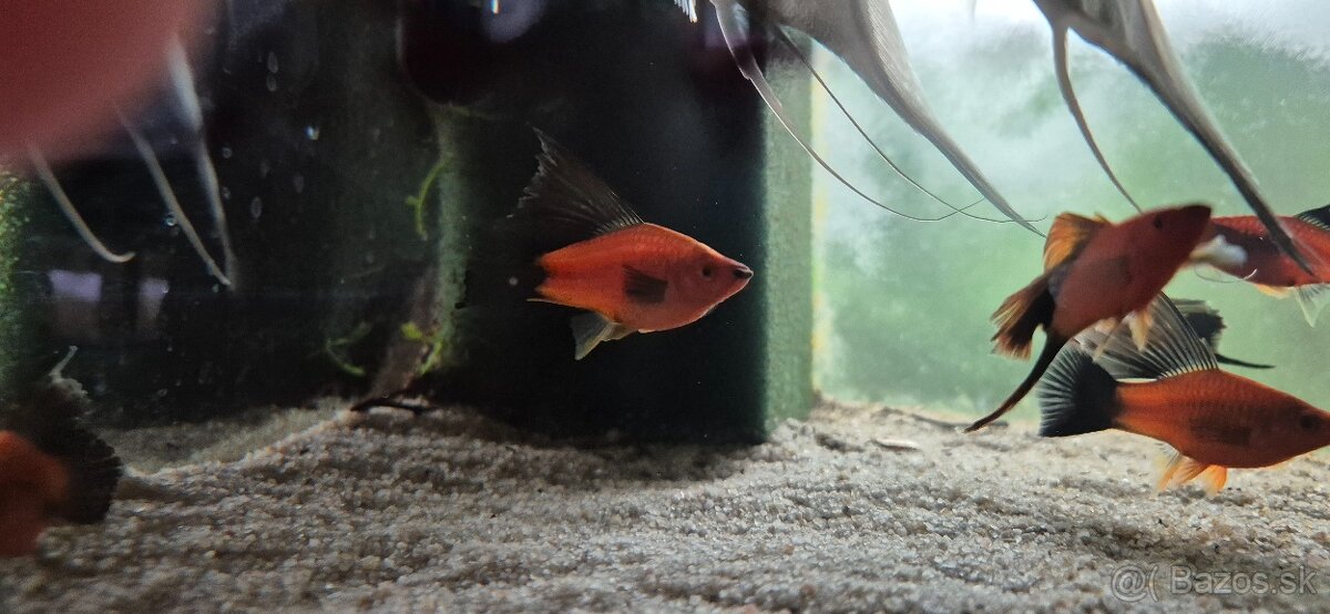 Xiphophorus hellerii 'Wagtail'
