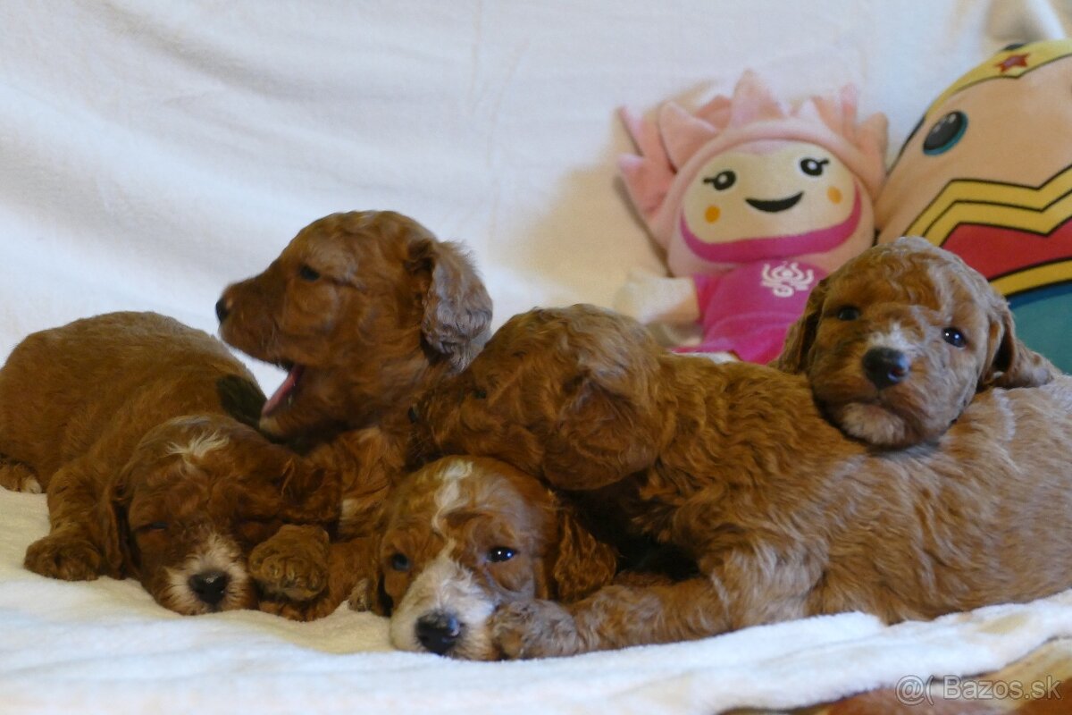 Mini goldendoodle